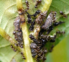 Smiliinae