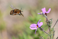 Jamesbrittenia microphylla