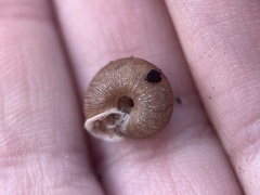 Triodopsis hopetonensis