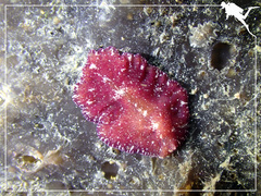 Pseudoceros cruentus