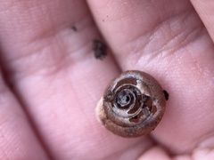 Triodopsis hopetonensis