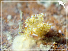 Eubranchus