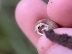 Triodopsis hopetonensis