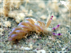 Pteraeolidia semperi