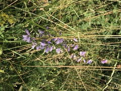 Campanula bononiensis