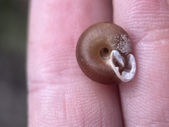 Triodopsis hopetonensis