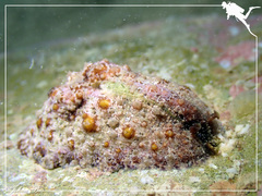 Dolabrifera dolabrifera