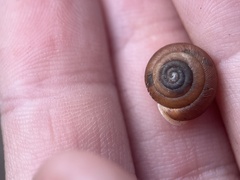 Triodopsis hopetonensis
