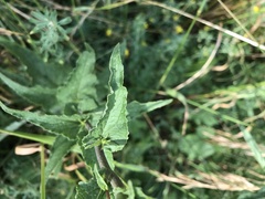 Campanula bononiensis