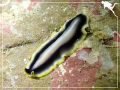 Pseudoceros paralaticlavus