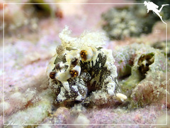 Goniodoris joubini