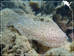 Pardachirus pavoninus