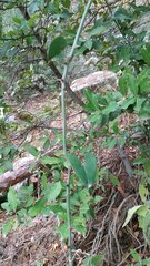 Smilax aspera