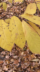 Asimina triloba