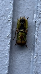 Odontomyia decipiens
