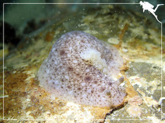 Dendrodoris