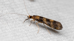 Mystacides longicornis