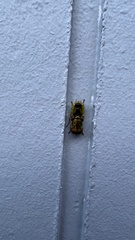 Odontomyia decipiens