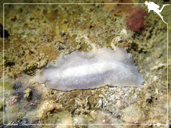 Pericelis