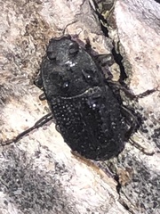 Asiopus minimus