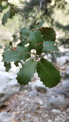 Quercus coccifera
