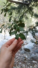 Quercus coccifera