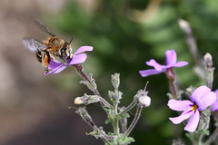 Jamesbrittenia microphylla