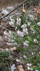Erica manipuliflora