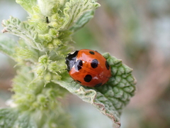 Coccinella algerica