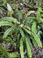 Blechnum membranaceum