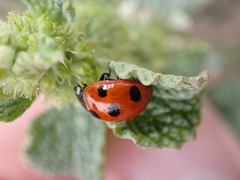 Coccinella algerica