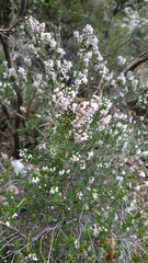 Erica manipuliflora