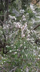 Erica manipuliflora