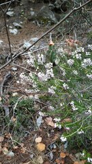 Erica manipuliflora