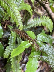 Blechnum membranaceum