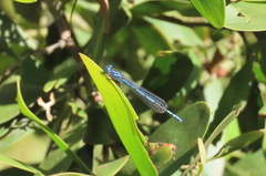 Austrocoenagrion lyelli