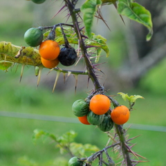 Solanum atropurpureum
