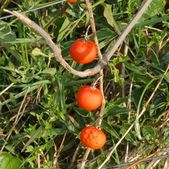 Solanum capsicoides
