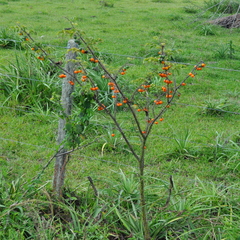 Solanum atropurpureum