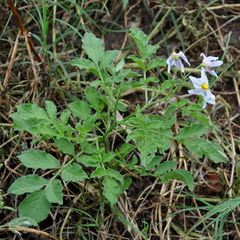 Solanum commersonii