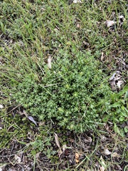 Arenaria serpens