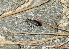 Cicindela nigrior