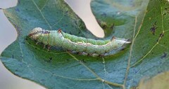 Hyparpax aurora