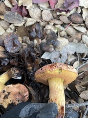 Aureoboletus flaviporus