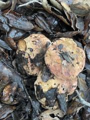 Aureoboletus flaviporus