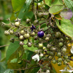 Solanum concinnum