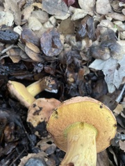 Aureoboletus flaviporus