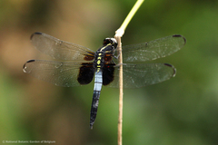 Hadrothemis versuta