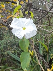 Ipomoea pauciflora