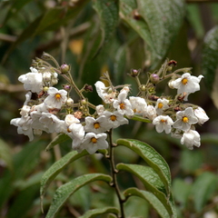 Solanum concinnum